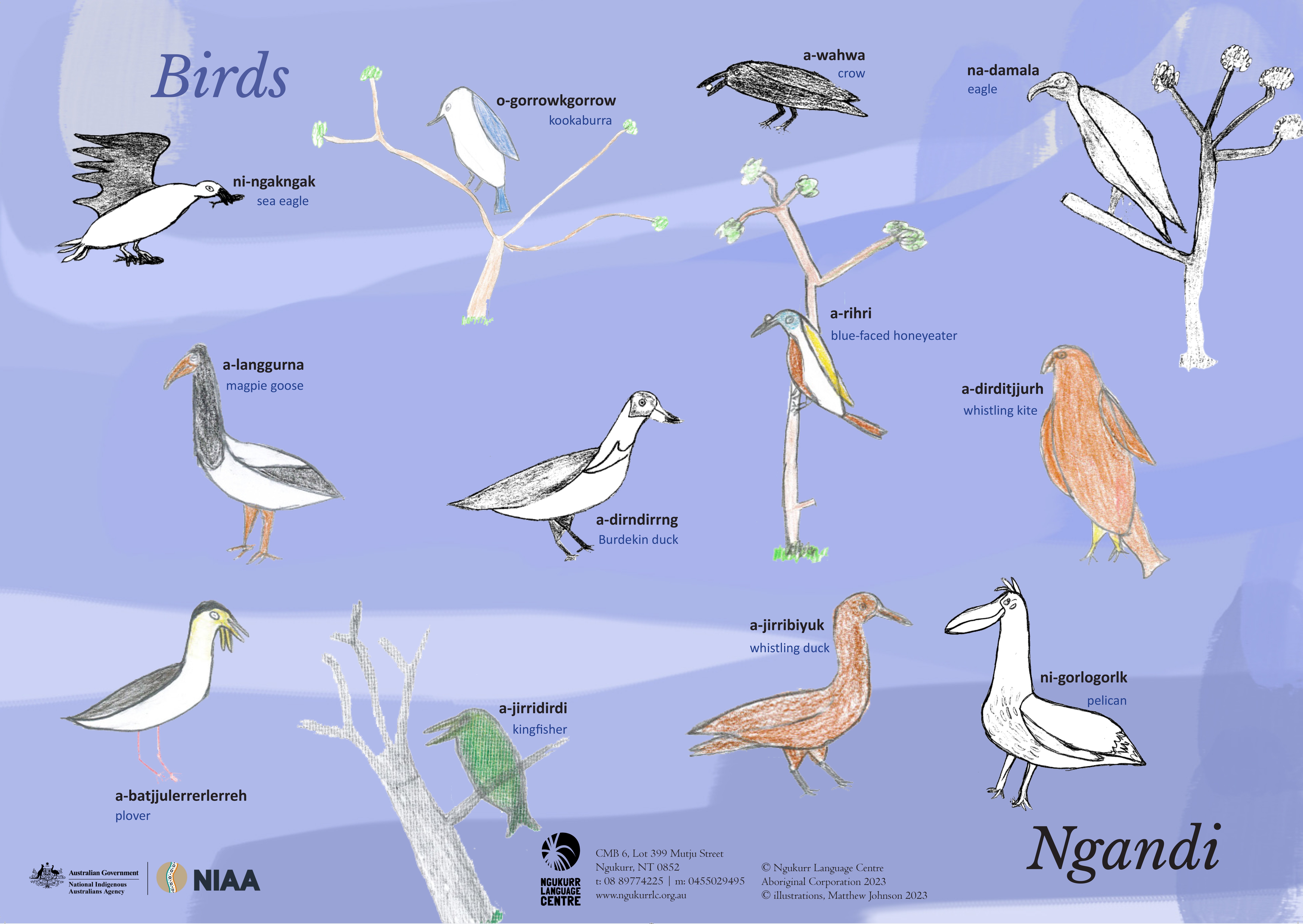 Ngandi birds